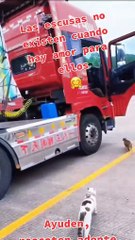 "Las excusas no existen cuando hay amor": Chofer conmueve al viajar con sus gatitos rescatados