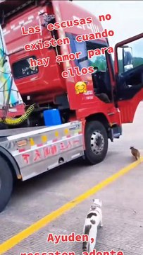 Las excusas no existen cuando hay amor : Chofer conmueve al viajar con sus gatitos rescatados