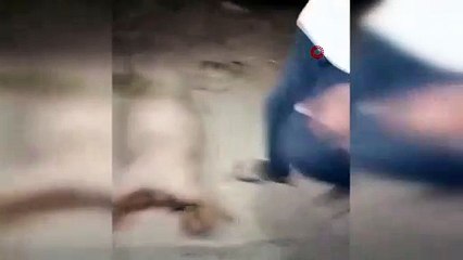 Adana'da otomobil koyun sürüsüne çarptı: 100 koyun telef oldu