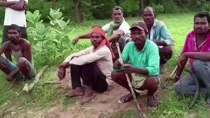 अनूपपुर: जंगली जानवर बकरियों को बना रहे शिकार, ग्रामीणों में दहशत का माहौल