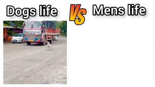 Dogs VS Mens Life