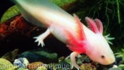 The Axolotl_ A Unique and Endangered Species of Mexico_s Freshwater Canals and Lakes ----(720P_HD)