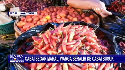 Warga Tegal Beralih ke Cabai Busuk Karena Harga Terus Melambung!