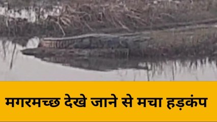 बिजनौर: गुलदार के बाद अब इस जानवर ने जिले में बढ़ाई दहशत