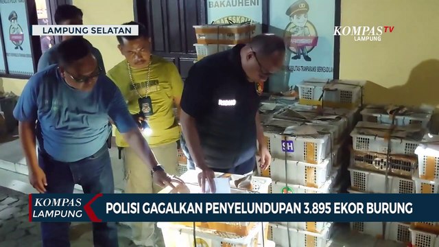 Polisi Gagalkan Upaya Penyelundupan 3.895 Ekor Burung