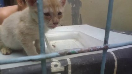 WINDOW? Cats Cat Videos