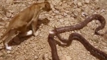 7 Snakes That Can Kill a Lion Easily - Top 7 Most Dangerous Snakes - Blondi Foks