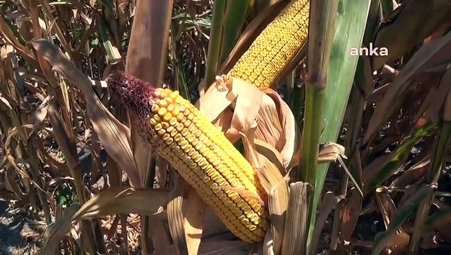 Mısır Üreticisi Ahmet Demirci: Mısır Fiyatları Çiftçiyi Kurtarmıyor