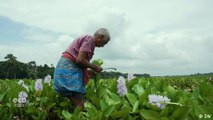 Repurposing the invasive water hyacinth for fashion