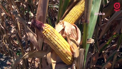 Kadirlili mısır üreticisi: Tarlayı ekecek parayı bulamıyoruz