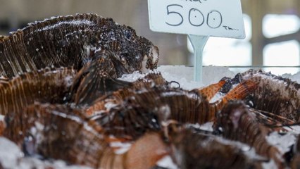 Balıkçılar avlamak istemiyor… Kilosu 500 lira