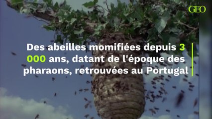 Portugal : des abeilles momifiées depuis 3 000 ans, datant de l'époque des pharaons ont été retrouvées