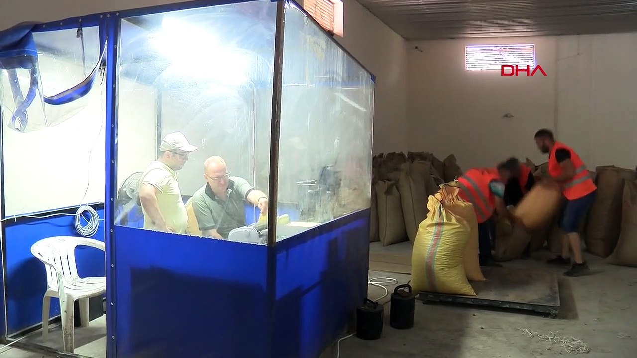 Ordu'da Yeni Sezon Fındık Alımı Başladı