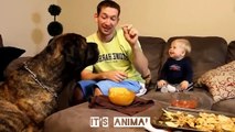 Funny Babies Laughing Hysterically at Dogs Compilation