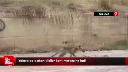 Yalova'da acıkan tilkiler kent merkezine indi