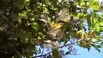 Meyve ve ağaçların bir numaralı düşmanı, Samsun'da görüldü!