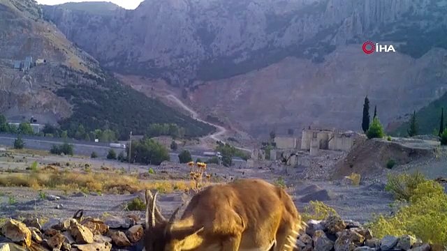 Les étangs de sauvetage des forestiers redonnent vie à la faune