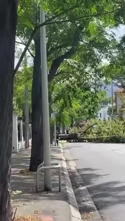 Marseille : un arbre se couche en travers d’une rue du 8e en raison du vent très vent très violent