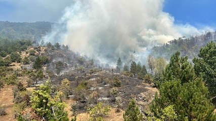 Ilgaz’da orman yangını çıktı