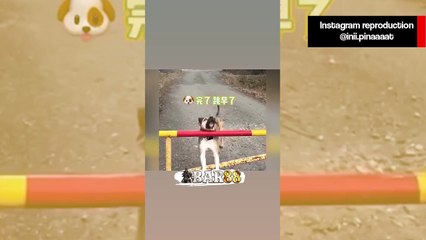 Vídeos hilários de cães trapalhões vão alegrar a sua semana