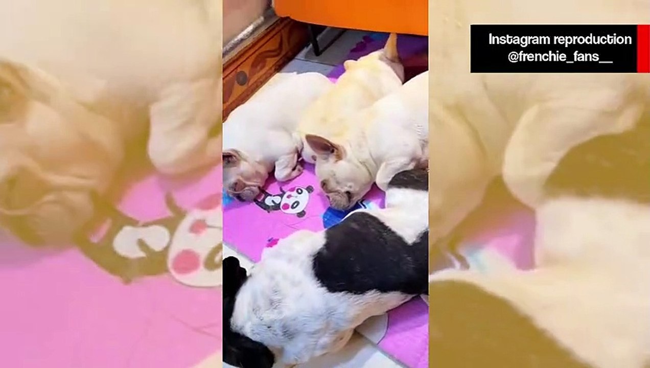 Esse vídeo de cães buldogues franceses dormindo é a coisa mais fofa e divertida que você vai ver hoje
