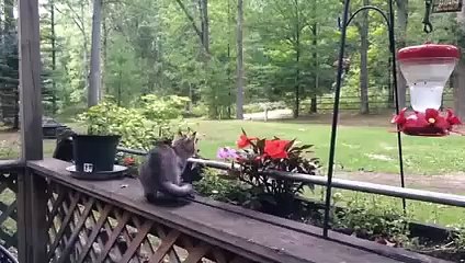101 SUPER Weird Cats   AFV Funniest Cat Videos 2018