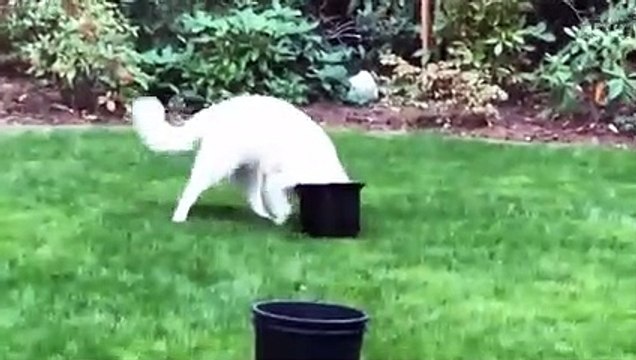 FUNNY Cats vs. Dogs FAILS Who's Cuter Funniest Fails Funny Fail Videos AFV 2022