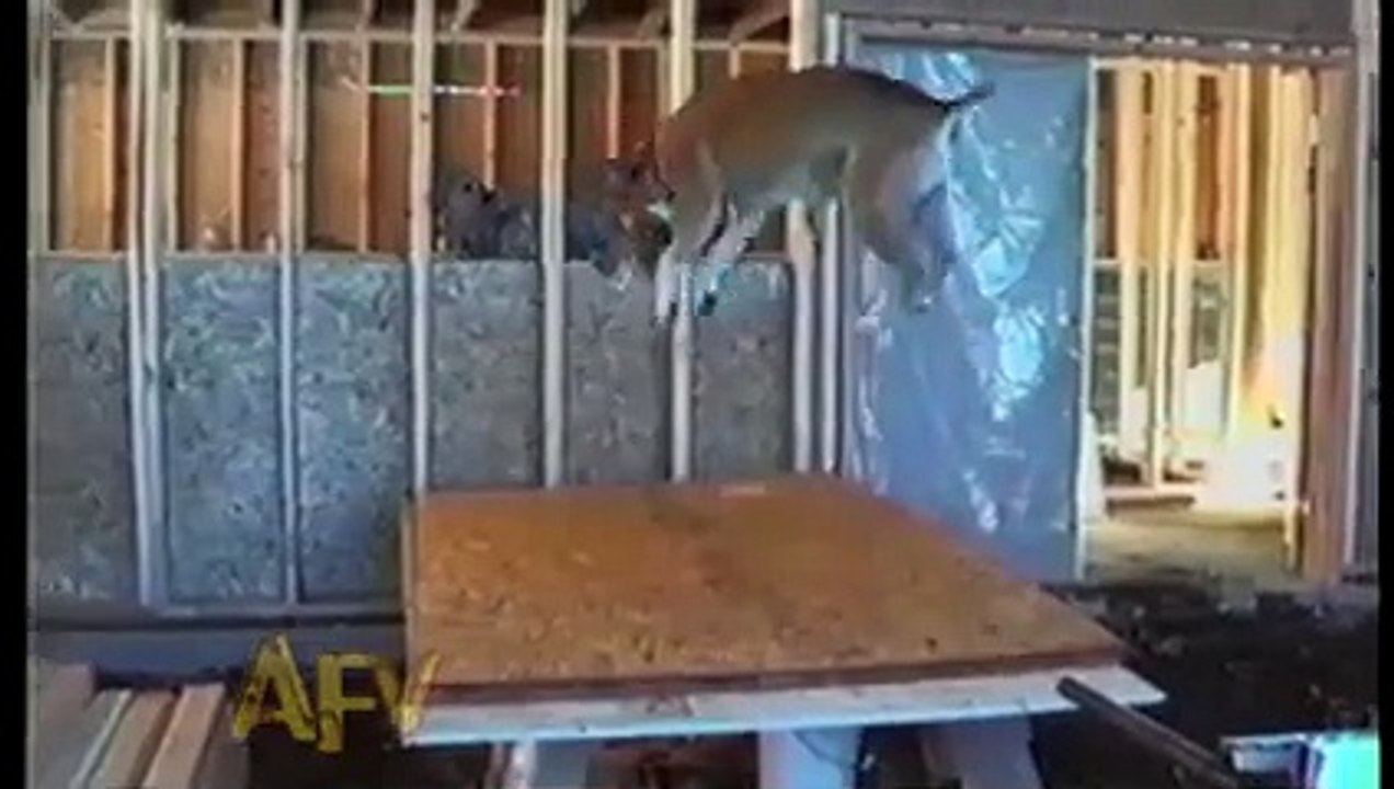 This Cat KNOCKED The Kid Down Out Of Excitement!! Funny Animal Videos   AFV 2023