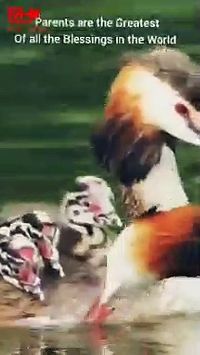 Beutiful Duck and Ducklings    Birds Swimming   Hunting fish #shorts