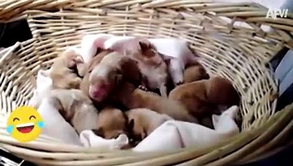 When Animals Get Surprised!   Funny Animal Videos