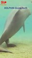 Dolphin giving birth   Animals giving Birth   Cute animal babies #shorts