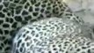 JUNGLE LOVE   Leopard Making out   Leopard vs leopard #shorts