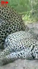 JUNGLE LOVE   Leopard Making out   Leopard vs leopard #shorts