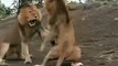 LION fights for Territory   Lion attitude   Lion pride Fight   Lions vs lion fight #shorts