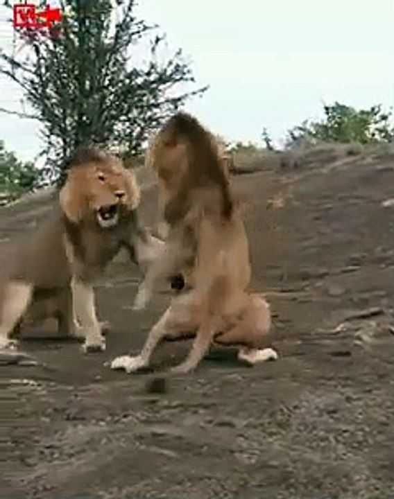 LION fights for Territory   Lion attitude   Lion pride Fight   Lions vs lion fight #shorts