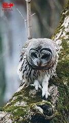 Young Owlet   Beautiful Young owl