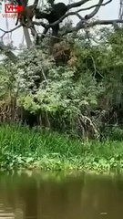 Jaguar Hunts Caiman Lizard   Incredible Jaws of Jaguar   Jaguar Hunt