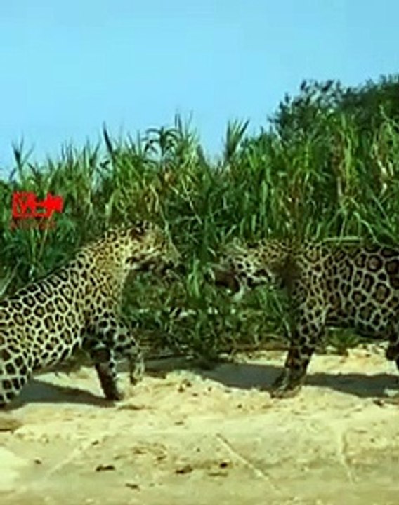 JAGUAR  Combats   Big Cat Fight   Wild Animals Fight