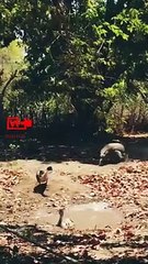 Reptiles Hunting Birds   Komodo Dragon Hunts the Duck