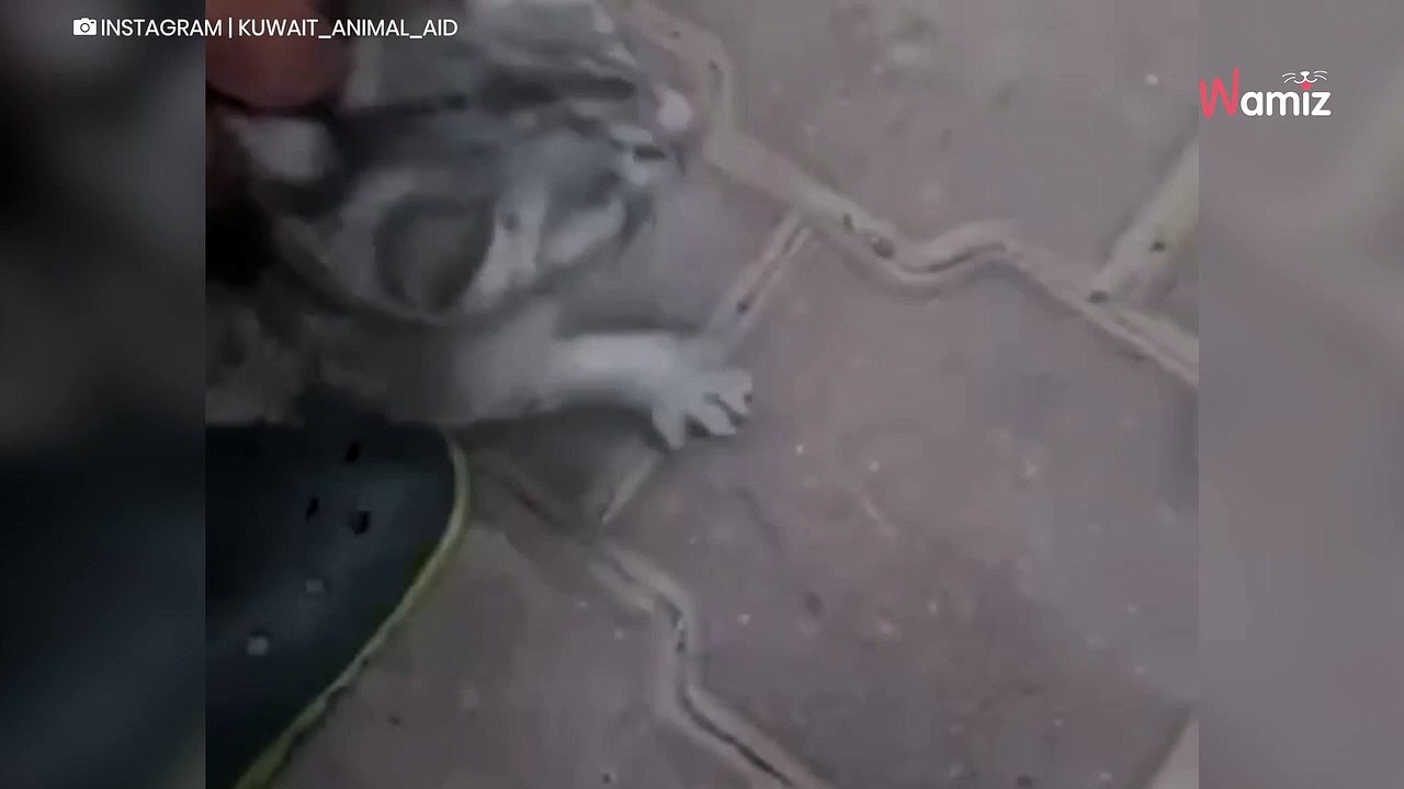 Le chat errant cherche à attirer l'attention d...