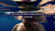 Safety Matters Exploring The Risks Of Snorkeling With Whale Sharks In Cancun