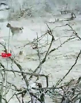 Dashing Entry of the LIONKING Hyenas Robbed the Lioness and than Comes the Lion King Pride