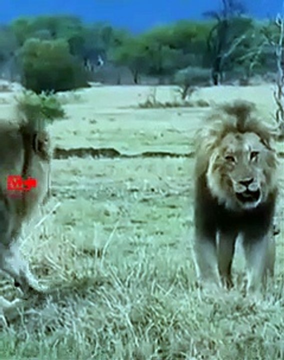 Stunning LION Fight   Lions Fighting Close up View   Big Lion Fight   Wild Animal Fight