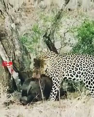 Leopard Climbs With Rhino Calf   Leopard Hunt   Wild Animals Hunting #wildlife #leopard #shorts