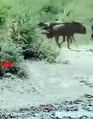 Leopard - Unexpected Attack   Leopard Hunts Wildebeast   Leopard Swiftly Attacked Wildebeast