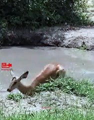 INSECUREWILDLIFE   Leopard Hunts Impala Survived From Crocodile   Crocodile vs Impala vs Leopard