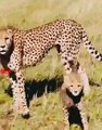 Cheetah Mom Teaching Her Cub   Cheetah Cub Learning To Hunt   Wild animals Babies #cubs #hunting