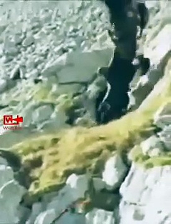 Goat Drags Down The Eagle Eagle Attacking Mountain Goat Eagle Hunting