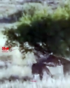 Rare Footage - Two Tigers Hunting Together Two Tigers Attacked Impala Tiger Hunt Young Tigers