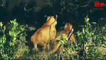 African Buffaloes vs Lion Clan   Lion King Defeat   Wild Animals Fight #viralvideo